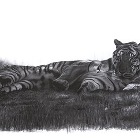 Fine Art Drawings, Etude de Tigre allongé, Christophe Drochon