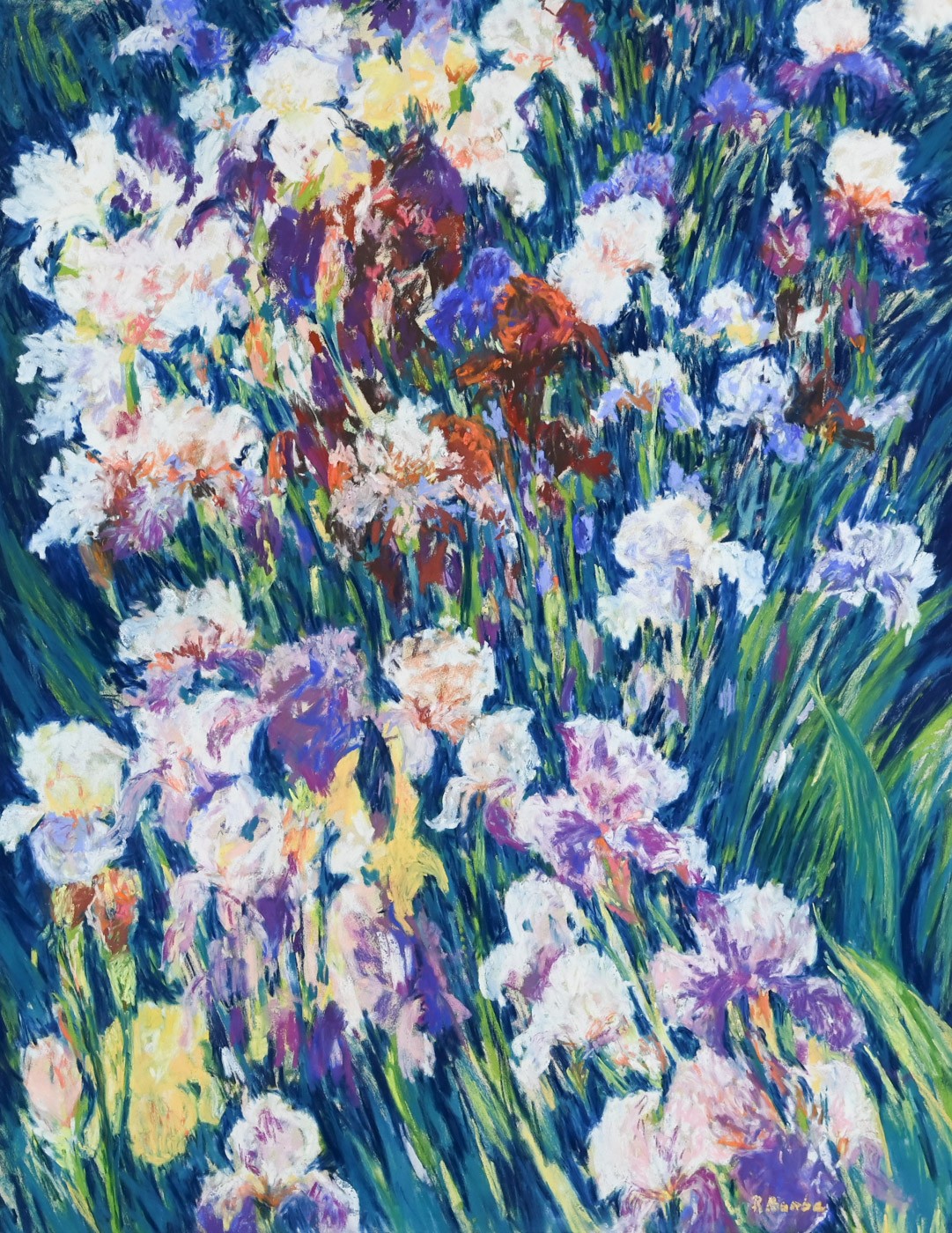 Rose Barbe, Grands Iris Rose Barbe, Grands Iris