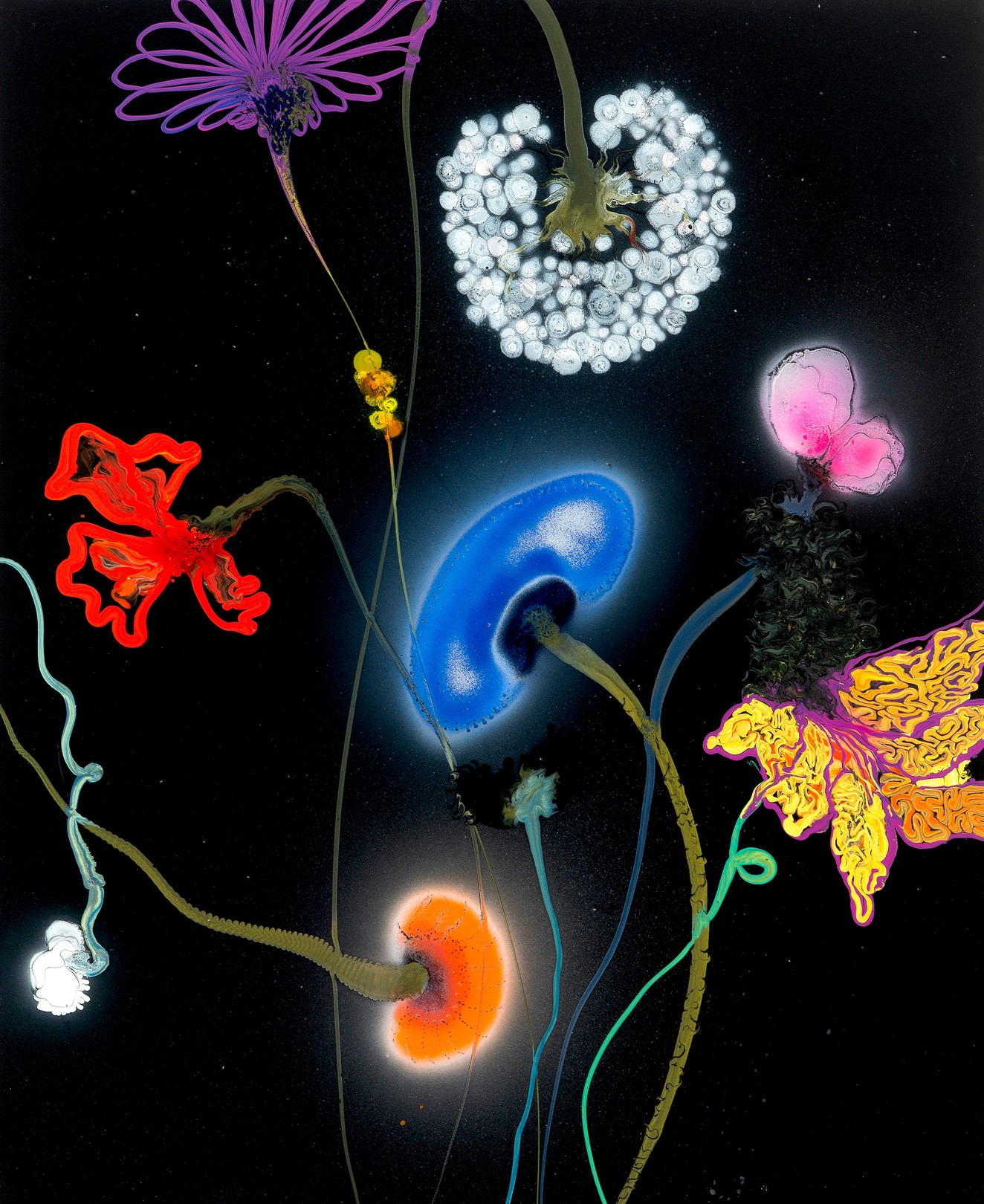 Thierry Feuz, Perfect night pompadour Thierry Feuz, Perfect night pompadour