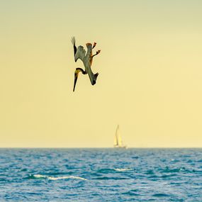 Fotografía, The Diver #2, Serge Hamad