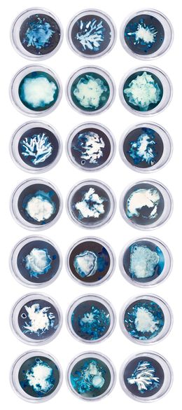 Photography, Set of 21 Cyanotype photograhs mounted in high resistance glass dish, Paola Dávila
