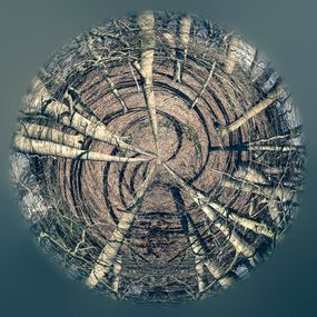 Photography, Murmure des Arbres, Paul Marnef