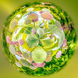 Fotografien, Lotus, Paul Marnef
