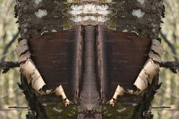 Fotografien, Végétal - Humilité - Série Esprit végétal, Moz - David Vuillermoz