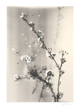 Print, Grandmother, Samuel Coleman