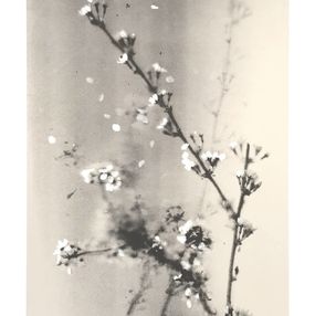 Drucke, Grandmother, Samuel Coleman
