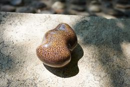 Sculpture, Mauve 47.44 # 4, Yona Zaffran
