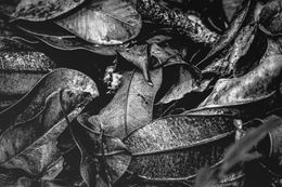 Photography, Singularité, Yoland Rafougilet
