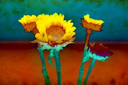 Photography, Sunflowers, Sumit Mehndiratta
