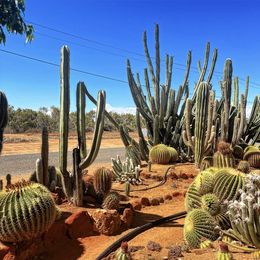 Photographie, Sur le chemin des cactus, Sarah Dutel