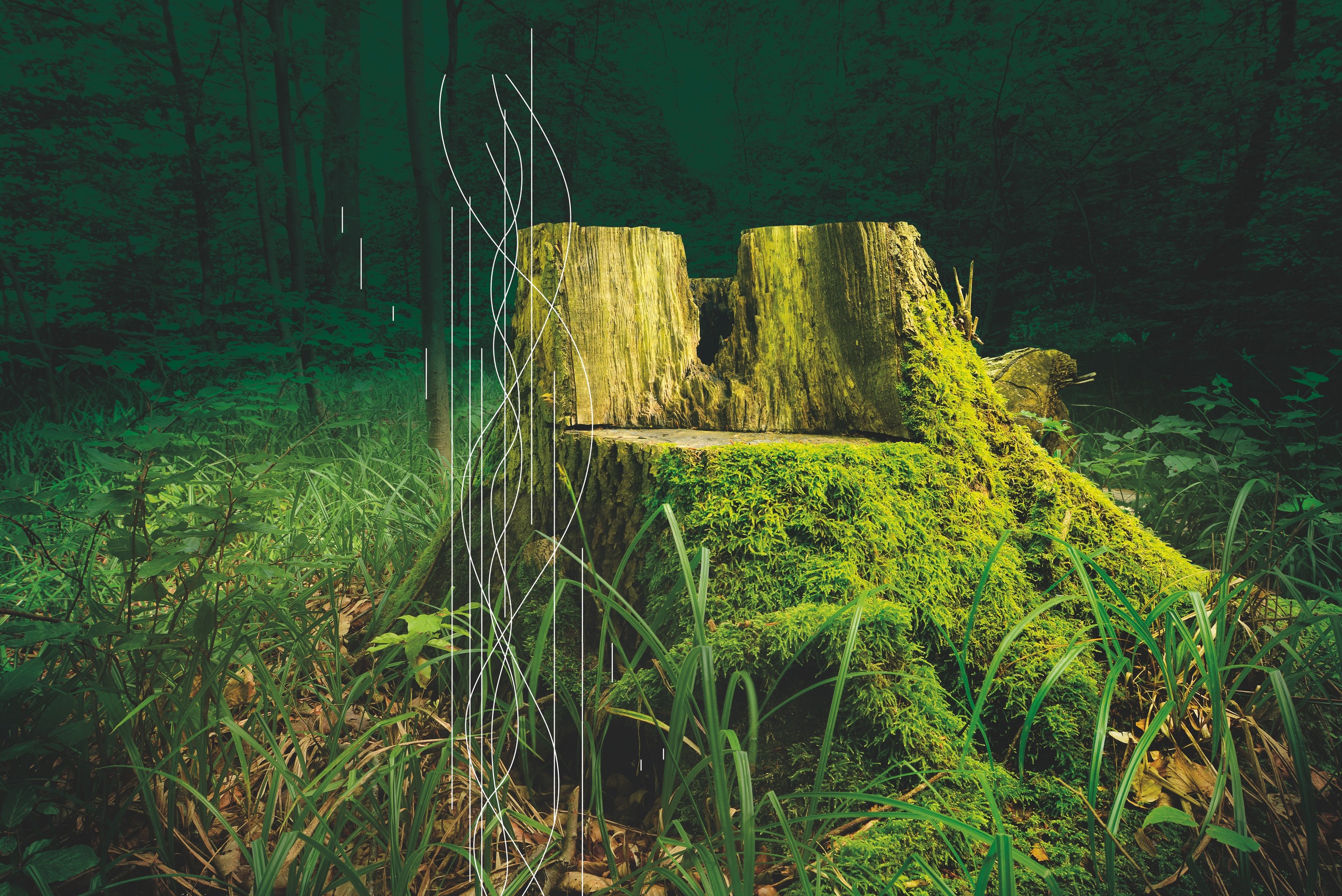 Christian Elmiger, Untitled (Series Magical Woods) Christian Elmiger, Untitled (Series Magical Woods)