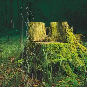 Fotografien, Untitled (Series Magical Woods), Christian Elmiger