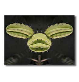 Fotografien, Cactus - Pulaska Chula - Série : Histoire de cactus (1), Moz - David Vuillermoz