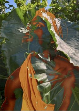 Photography, Electric Nature 11, Audrey Dupre