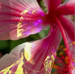 Fotografien, Electric Nature 16, Audrey Dupre