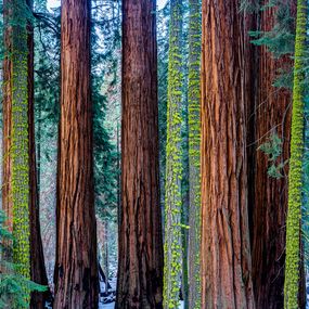 Photography, Millenium Forest, Philip Richard
