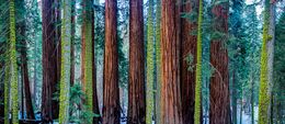 Photography, Millenium Forest 8/10, Philip Richard