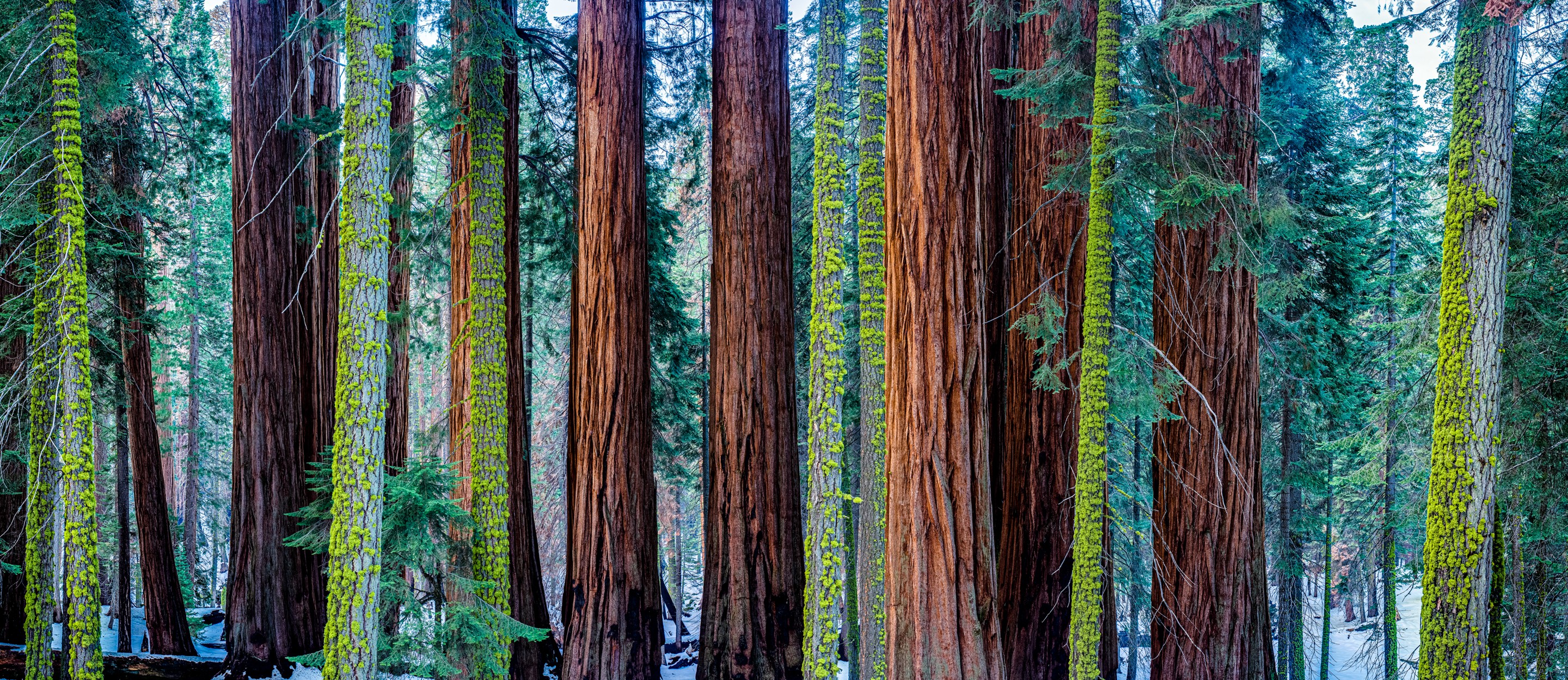 Philip Richard, Millenium Forest 8/10 Philip Richard, Millenium Forest 8/10