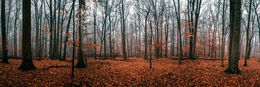 Photography, Panoramic misty morning forest scenery in the Fall, Beyti Barbaros