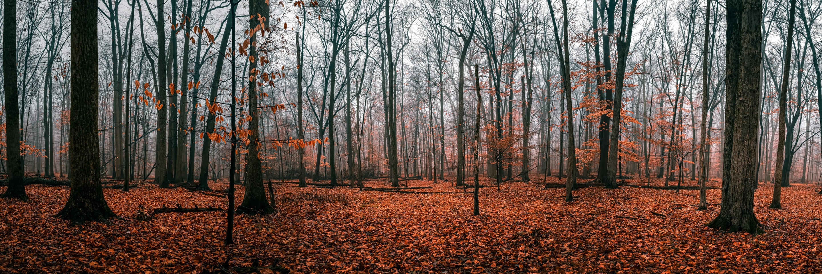 Beyti Barbaros, Panoramic misty morning forest scenery in the Fall Beyti Barbaros, Panoramic misty morning forest scenery in the Fall