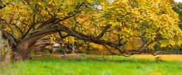 Photography, Panoramic forest scene with a big tree, Beyti Barbaros