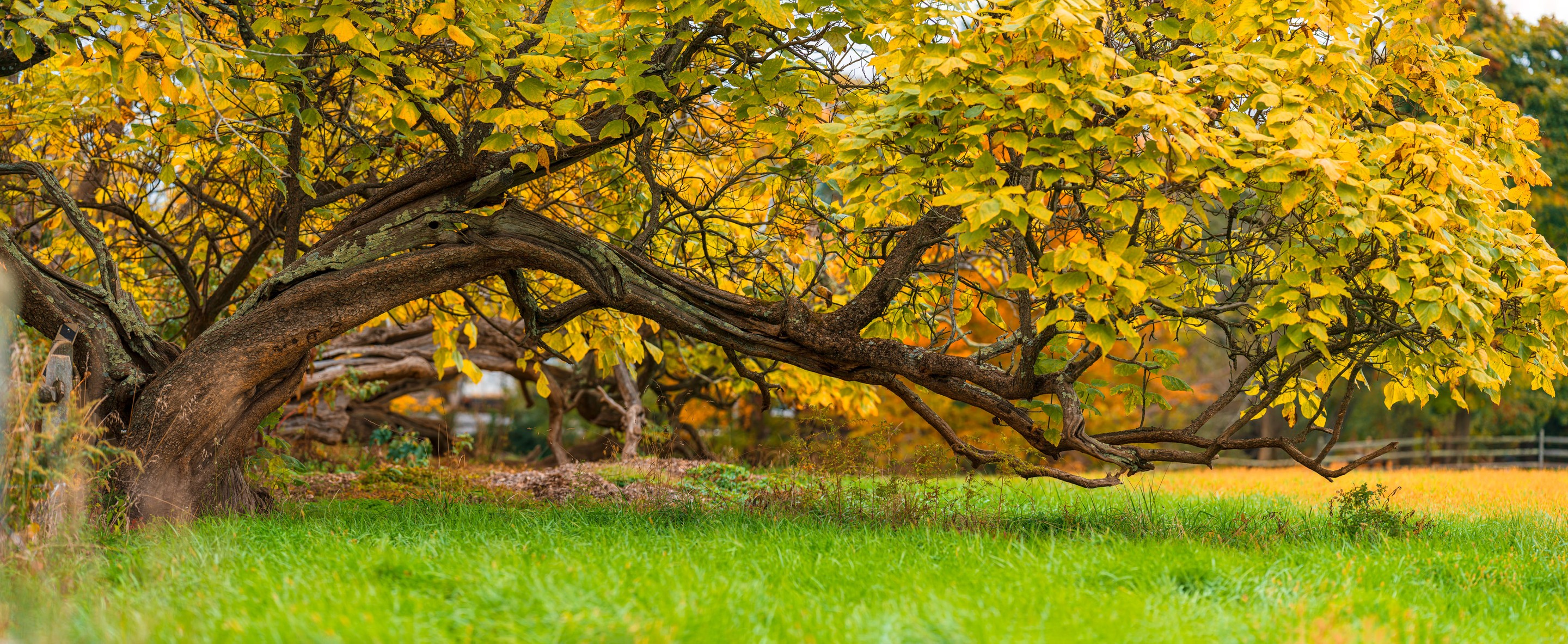 Beyti Barbaros, Panoramic forest scene with a big tree Beyti Barbaros, Panoramic forest scene with a big tree