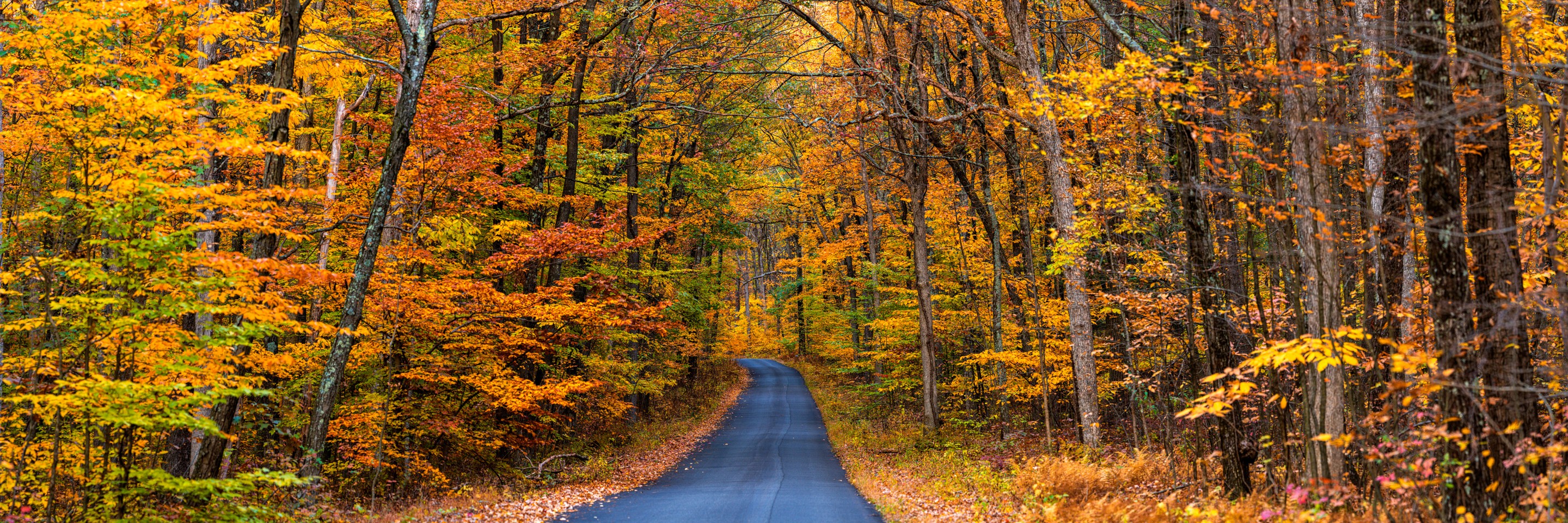 Beyti Barbaros, Panoramic Autumn forest scene with a road Beyti Barbaros, Panoramic Autumn forest scene with a road
