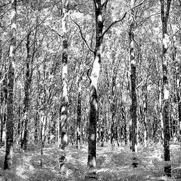 Photographie, Vibration, Andres Romero