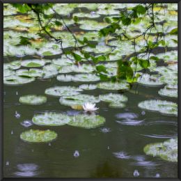 Fotografien, Les nénuphars sous la pluie, Fan LI