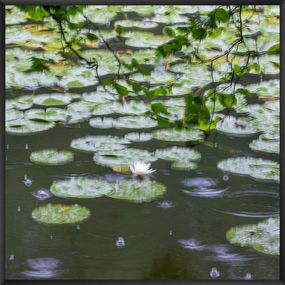 Photographie, Les nénuphars sous la pluie, Fan LI