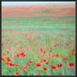 Fotografien, Les coquelicots, III, Fan LI
