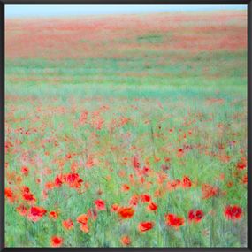 Photographie, Les coquelicots, III, Fan LI