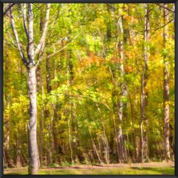 Photography, Couleur de l'automne, Fan LI