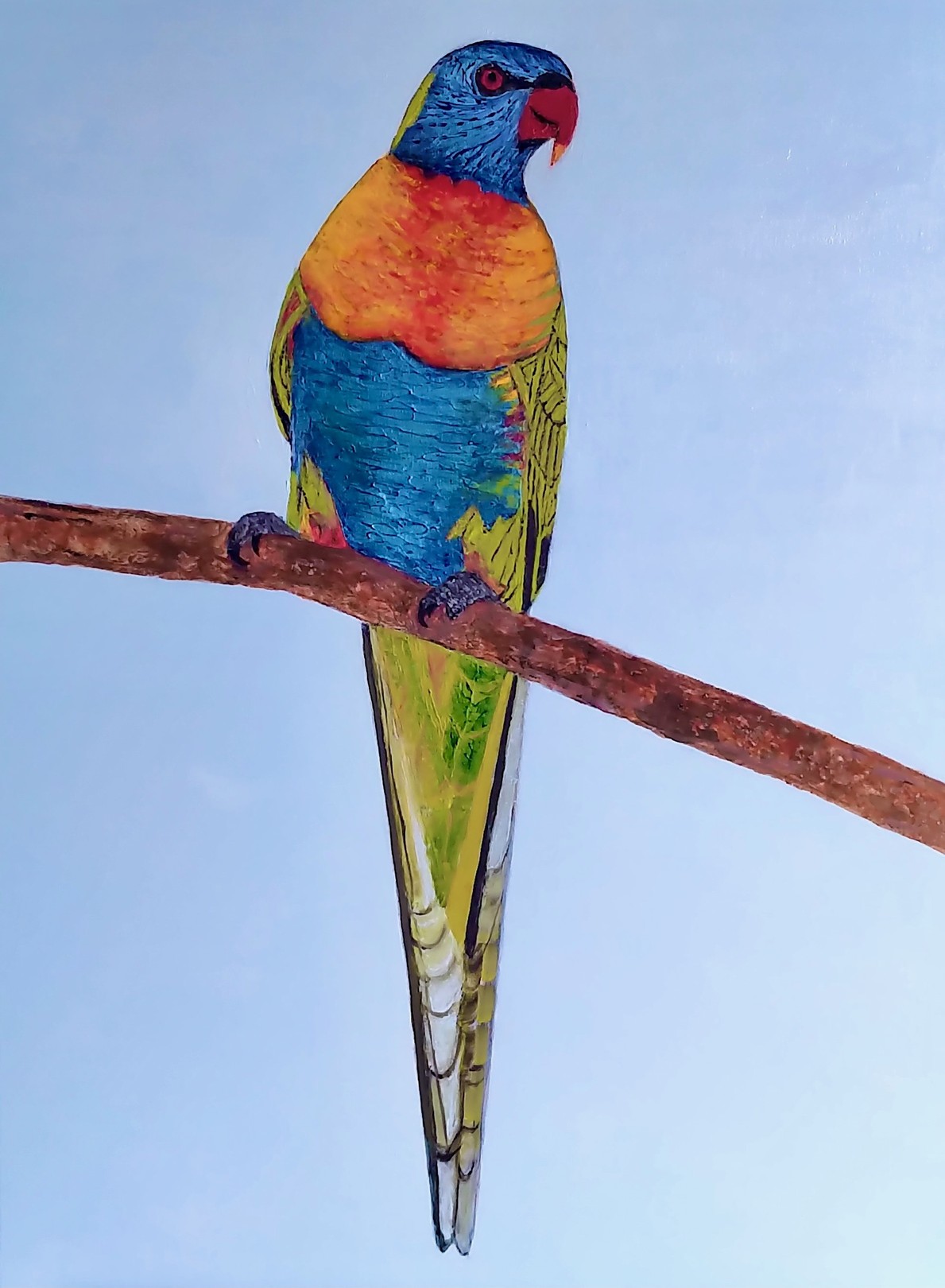 Enric Correa, Rainbow lorikeet Enric Correa, Rainbow lorikeet