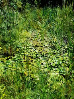 Photography, Impressionist pond, Viet Ha Tran