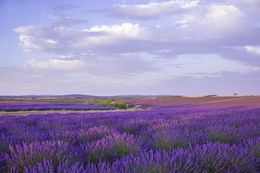 Photography, Song of purple I, Viet Ha Tran