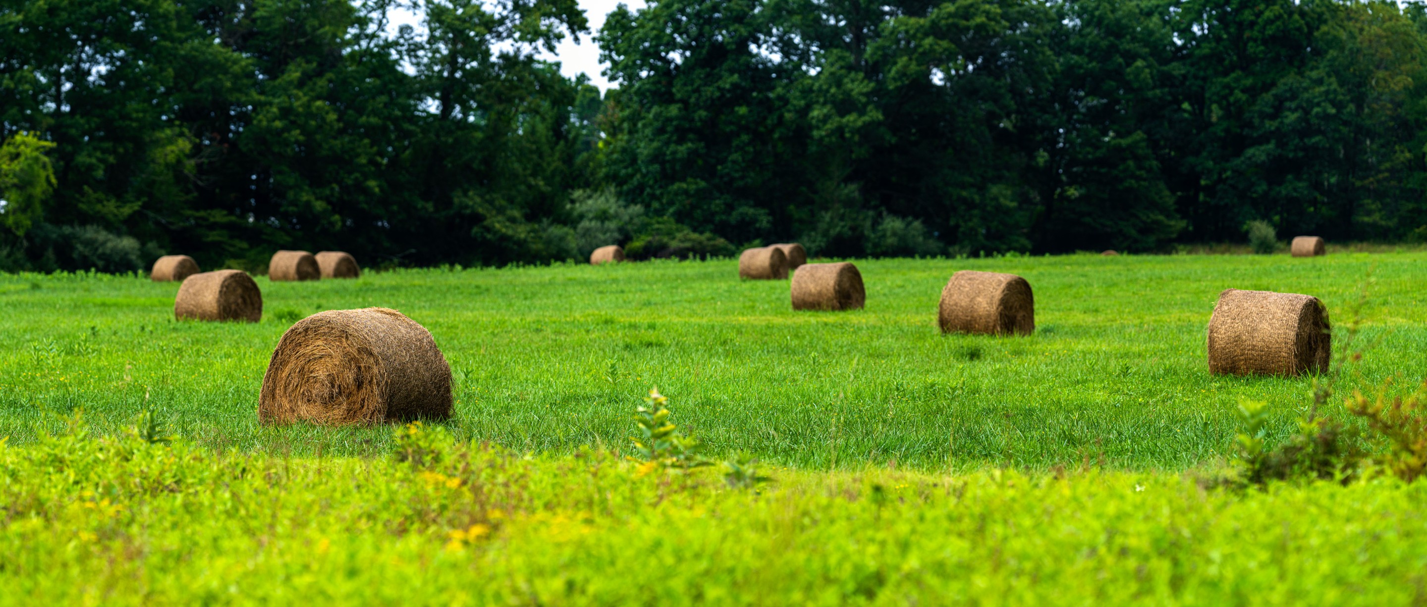 Beyti Barbaros, Hay Rolls in the field Beyti Barbaros, Hay Rolls in the field