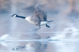 Fotografien, Dynamic goose, Frederic Bauer