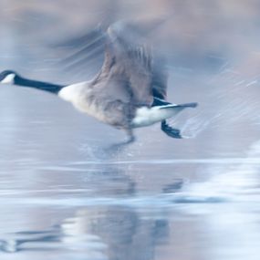 Photography, Dynamic goose, Frederic Bauer