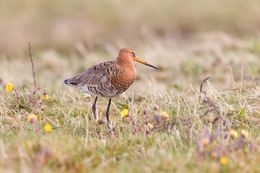 Photography, Black-tailed godwit with flowers, Frederic Bauer