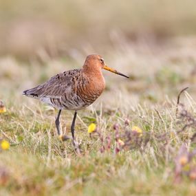 Photographie, Black-tailed godwit with flowers, Frederic Bauer