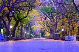 Photography, The Mall in Central Park, New York City, Beyti Barbaros