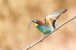 Photography, Dragon-fly-eater, Frederic Bauer