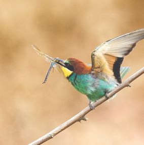 Photography, Dragon-fly-eater, Frederic Bauer
