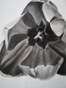 Fine Art Drawings, Tulip, Anyck Alvarez Kerloch
