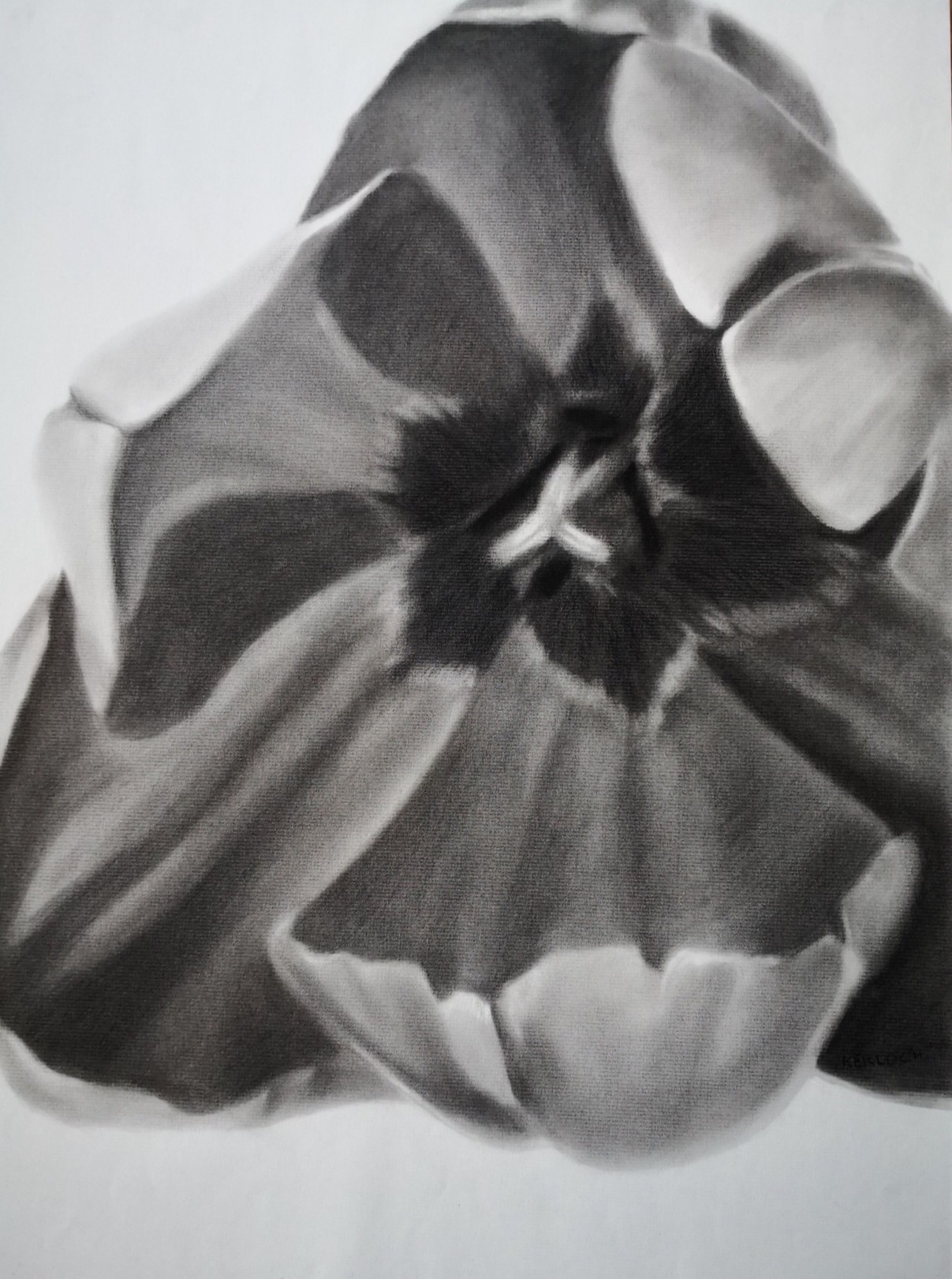 Anyck Alvarez Kerloch, Tulip Anyck Alvarez Kerloch, Tulip
