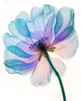 Photography, A Botanical 71, Michael Filonow