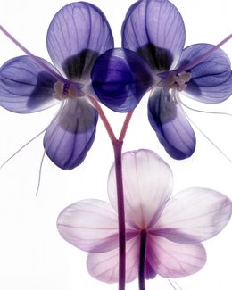 Photography, A Botanical 65, Michael Filonow