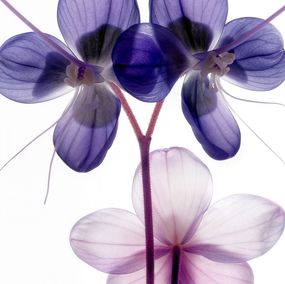 Photography, A Botanical 65, Michael Filonow