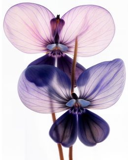 Photography, A Botanical 63, Michael Filonow